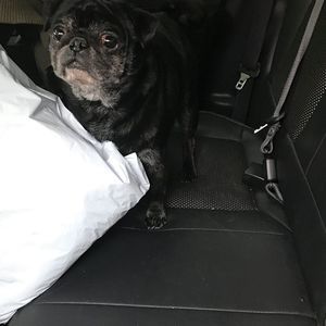 Meet your Posher, Pugsly